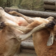 Illustration for article titled The Biggest Kangaroos Evolved Long Arms to Fight Over Females